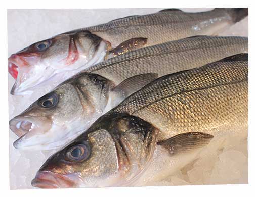 تقرير شامل عن قشر بياض في المنافذ التابعة لوزارة الداخلية (أمان) اليوم 2025-12-17